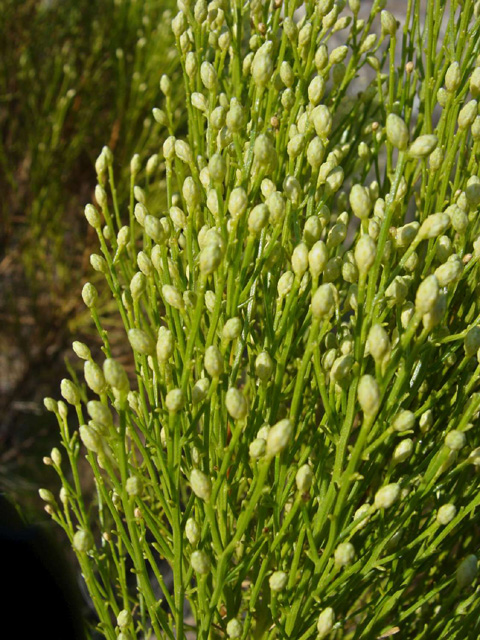 Broom Baccharis, Baccharis sarothroides Broom Baccharis, Baccharis sarothroides